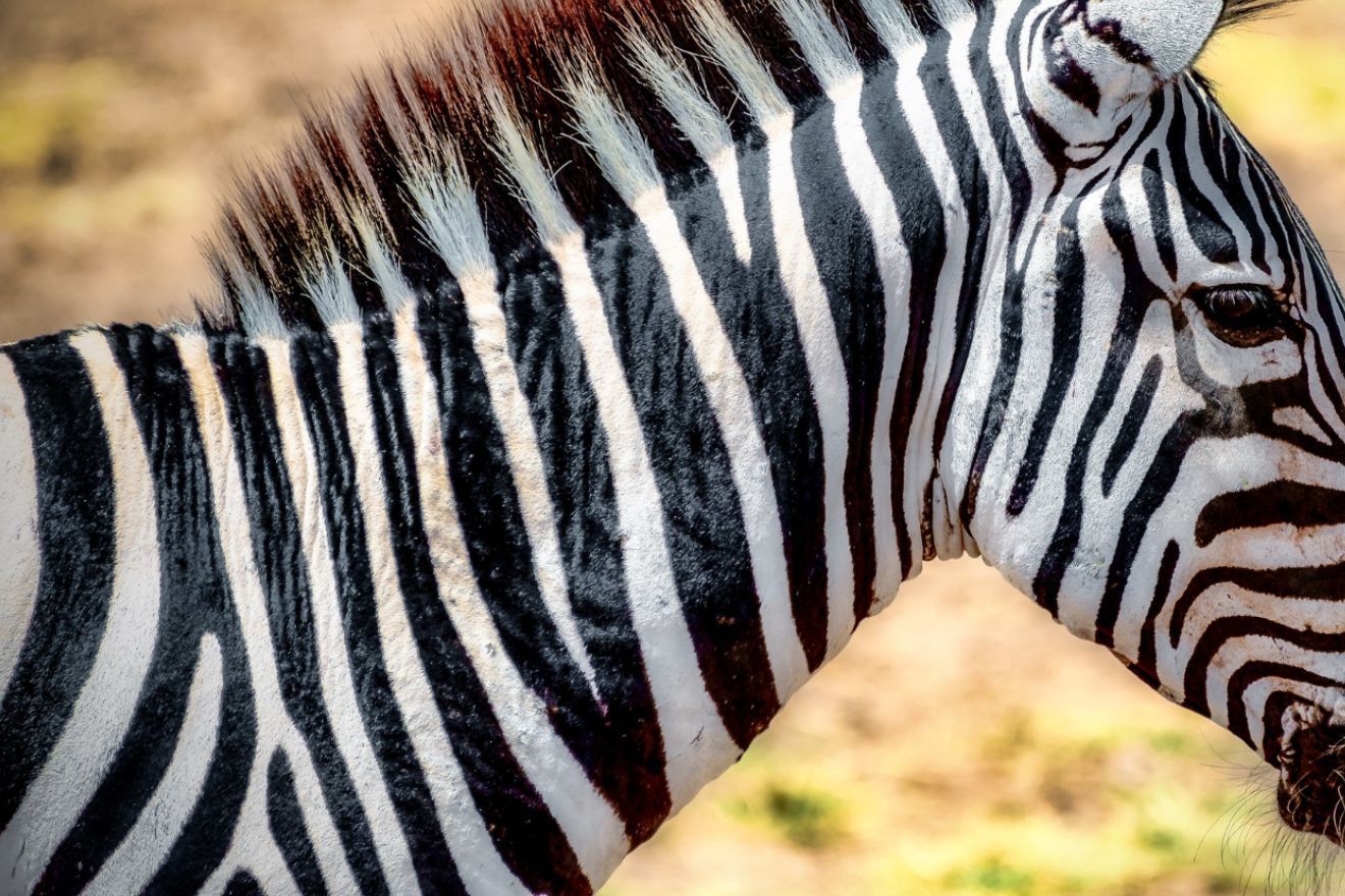 zebradrinken