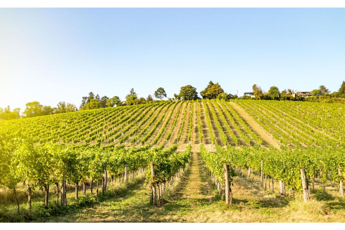 Wat is Beaujolais Nouveau?