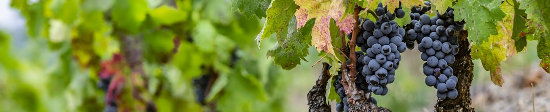 garnacha tinta