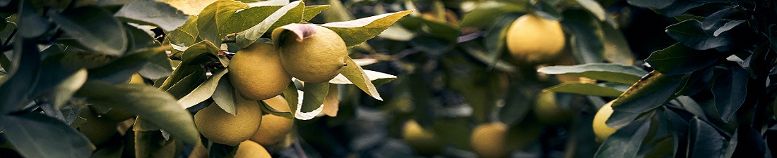 Limoncello